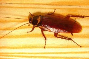 Узнаем могут ли тараканы проникнуть в ухо? Что будет, чем опасно, а главное что делать при этом