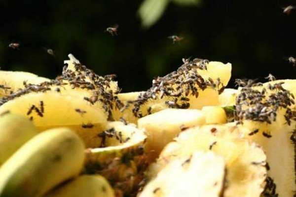 Причины появления больших мух в доме