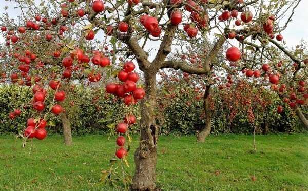 Как бороться с тлей на плодовых деревьях