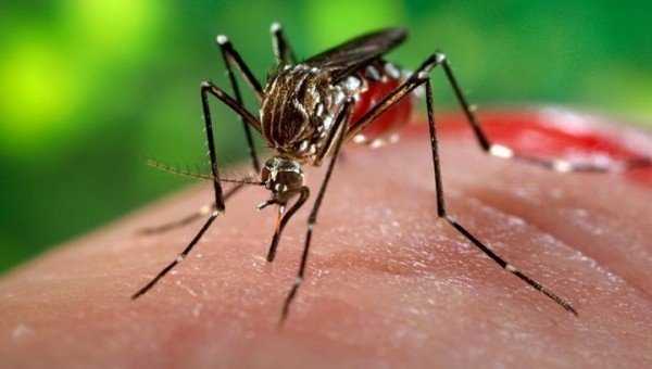 Виды и способы защиты от комаров