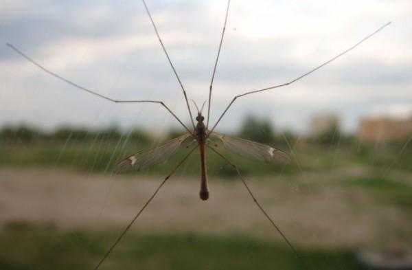 Большой комар с длинными ногами — описание насекомого