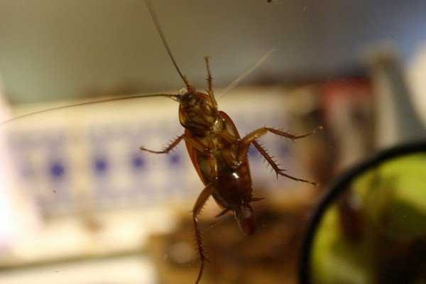 Виды тараканов, живущие в России, в том числе квартирных