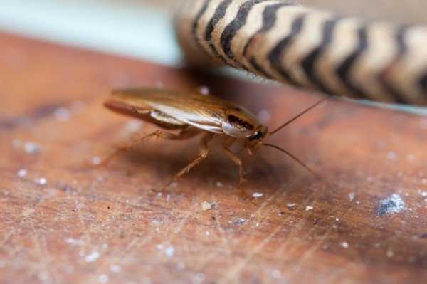 Где живут тараканы и как их найти?
