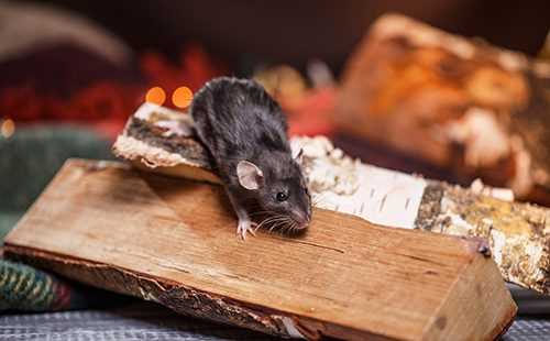 Ловушка для крыс своими руками: особенности и 6 схем крысоловок