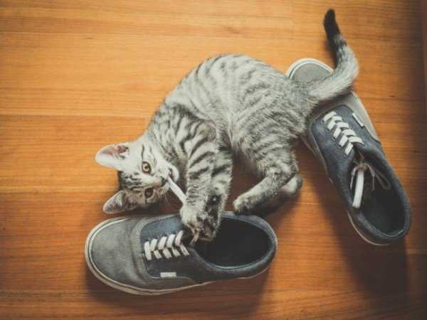 Блохи у домашней кошки — Способы профилактики и лечения
