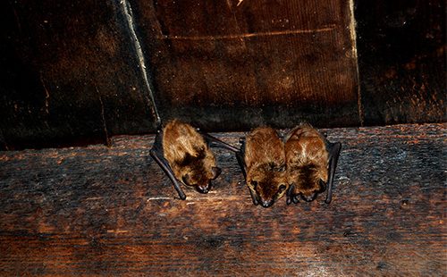 Что едят летучие мыши, где живут, чем опасны, и как от них избавиться