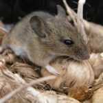 Что едят мыши и чем питаются в домашних условиях