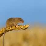Что едят мыши и чем питаются в домашних условиях