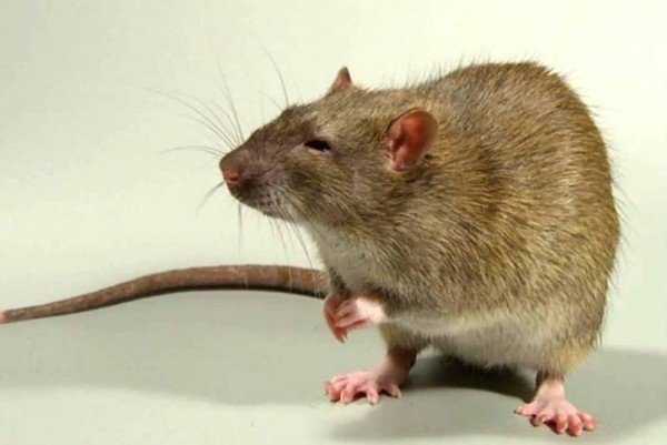 Сколько живут дикие и домашние крысы