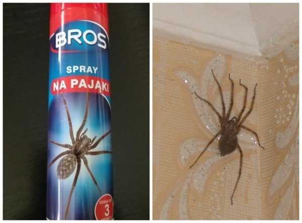 Как отпугнуть и чем потравить пауков в квартире и в частном доме