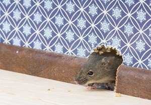 Чего боятся грызуны и как избавиться от мышей в частном доме навсегда: эффективные способы борьбы и профилактические рекомендации