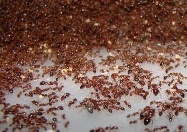 Как вывести муравьев из квартиры в домашних условиях навсегда