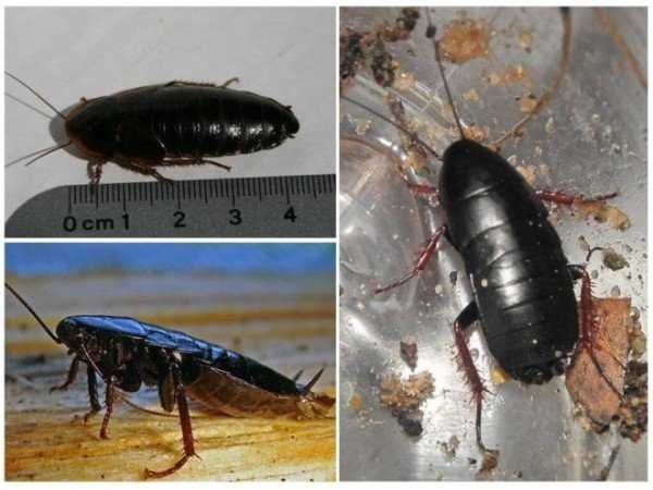 Канализационные черные тараканы опаснее и более жизнестойки, чем их рыжие собратья