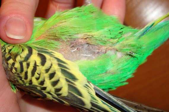 Клещ у попугая — заражение, симптомы, опасность, эффективное лечение
