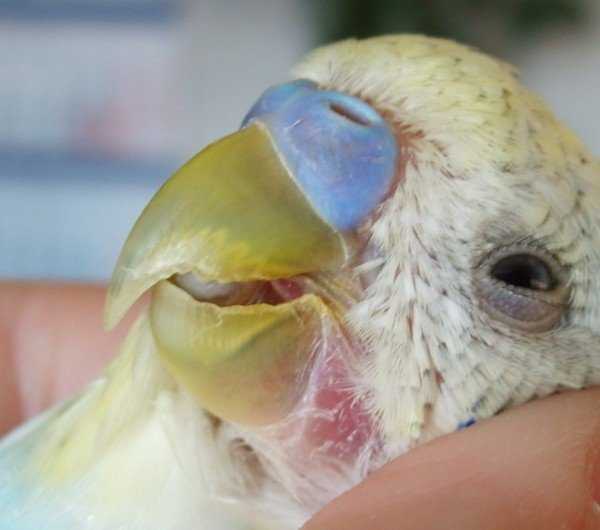 Клещ у попугая — заражение, симптомы, опасность, эффективное лечение