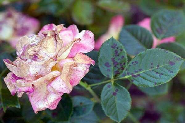 Паутинный клещ на розе — описание, причины и признаки заражения, эффективные методы борьбы