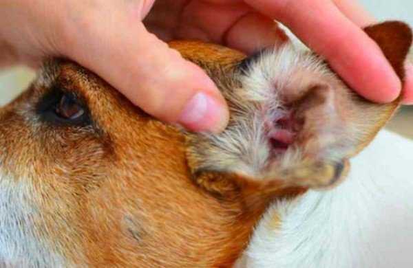 Ушной клещ у собак — описание, опасность, симптомы, осложнение, эффективное лечение и защита животных