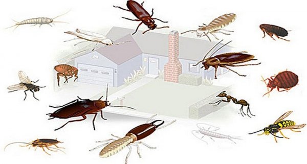 Какие домашние насекомые заселяют дома и квартиры: виды и описание