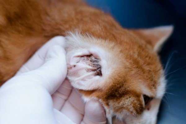 Ушной клещ у кошек — описание, симптомы, причины заражения, эффективное лечение 