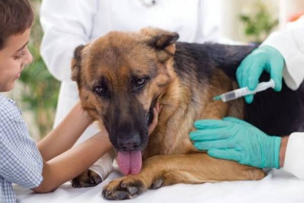 Собаку укусил клещ, что делать? Симптомы, первая помощь и схема лечения