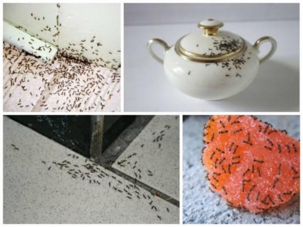 Эффективные покупные и народные средства для избавления от муравьев на кухне