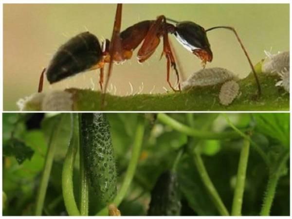 Что делать с муравьями на грядках огурцов в теплице