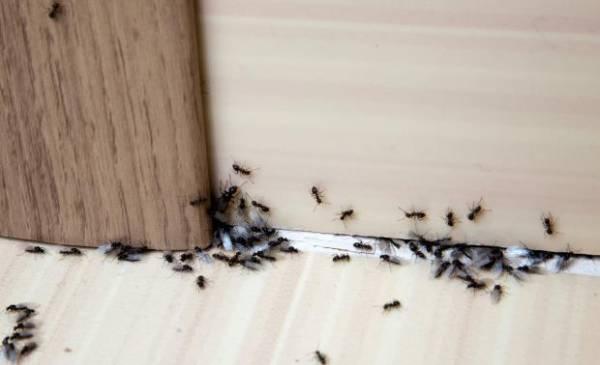 Эффективные покупные и народные средства для избавления от муравьев на кухне