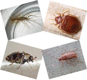 Тотальная борьба с насекомыми: средство Raid от тараканов