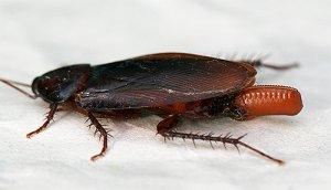 Как избавиться от черных тараканов в квартире: обзор современных средств и народных методов борьбы с ними