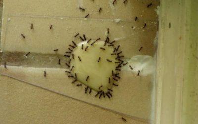 Лучшие рецепты для избавления от муравьев с помощью борной кислоты