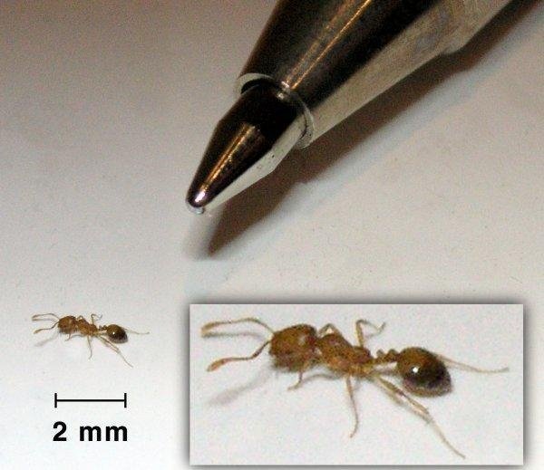 Домашний фараонов муравей: какой его вред и как с ним бороться?