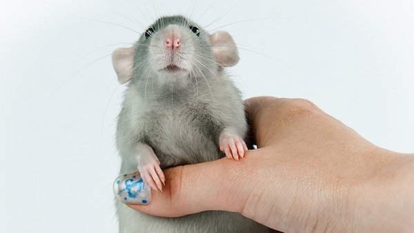 Болезни переносимые мышами и крысами