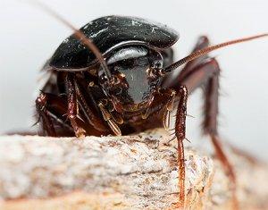 Как избавиться от черных тараканов в квартире: обзор современных средств и народных методов борьбы с ними