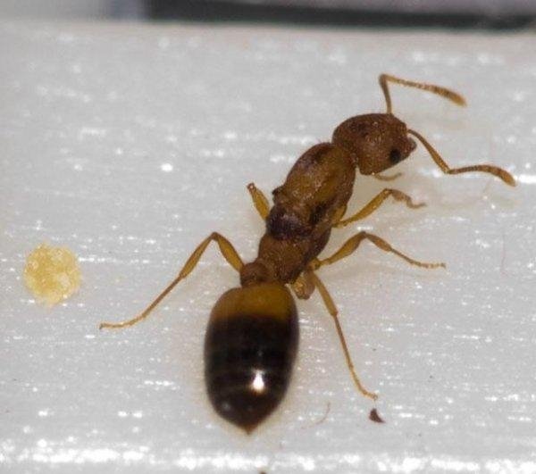 Домашний фараонов муравей: какой его вред и как с ним бороться?