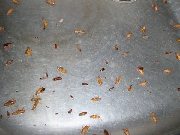 Как избавится от тараканов навсегда и чем их травить