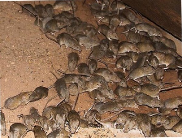 Крысы в курятнике и борьба с ними