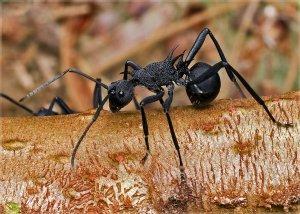 Черный муравей — особенность, вред и методы борьбы