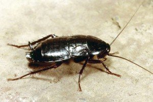 Какие виды тараканов обитают в квартире?