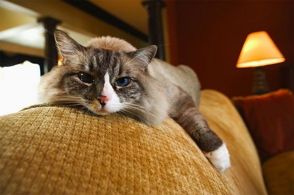 Как вывести запах кошачьей мочи с дивана