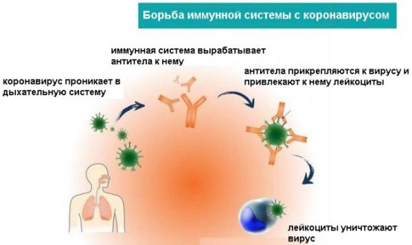 Чем опасна гиперцитокинемия при коронавирусе