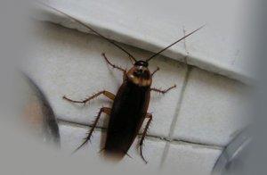 На пути к Красной книге: куда деваются тараканы из квартир больших городов? 10 вероятных причин почему исчезли эти насекомые