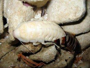 Тайны и домыслы о белых тараканах-альбиносах: откуда взялись, что это вообще такое, опасны ли для человека