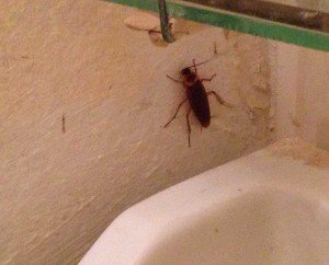 Кусаются ли домашние тараканы и каковы могут быть последствия?