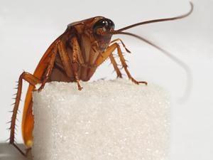 Смертельная инъекция! «Дохлокс» гель-шприц от тараканов