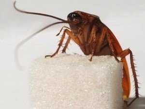 Тараканы — как от них избавиться эффективными средствами?