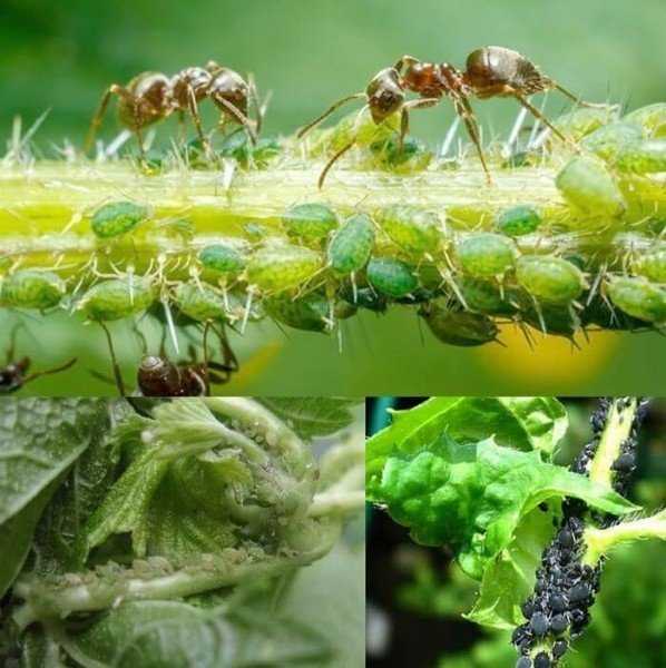 Как избавиться от муравьев на участке — самые эффективные способы