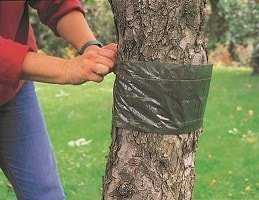 Как сделать ловчие пояса для плодовых деревьев своими руками? Простая защита деревьев от вредителей
