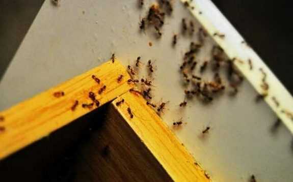 Как вывести муравьёв из дома — средства борьбы и меры профилактики