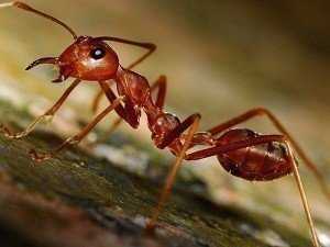 Как избавиться от муравьев на участке — самые эффективные способы