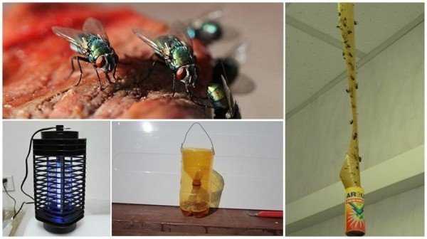 Как быстро избавиться от мух в доме и на даче